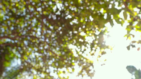 Sun rays between the leaves of the cashew tree swaying blurred Stock Footage 262540679