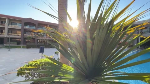 SUN RAYS IN BETWEEN THE LEAVES BY HILTON KING'S RANCH(2024 UPDATED!) Stock Footage 233705318