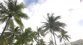 Sun rays between the palm trees of Miami Beach 4k or 4k+ Resolution