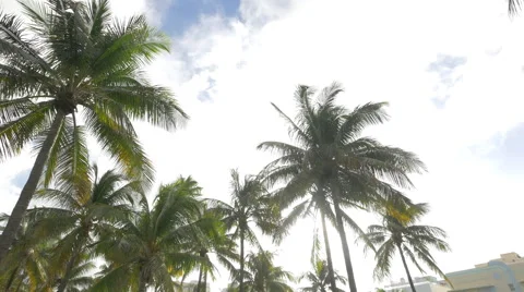 Sun rays between the palm trees of Miami Beach Stock Footage 47546157