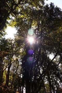 Sun Rays between the plants Stock Photos