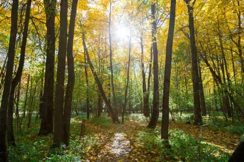 Sun rays between tree branches in the autumn forest Stock Photos