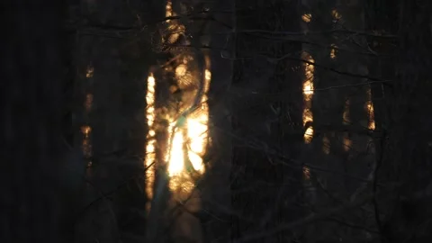 Sun rays between trees, 4K slomo Stock Footage 170832401