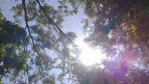 Sun Rays Between Trees Dreamy Nature adventure Stock Footage