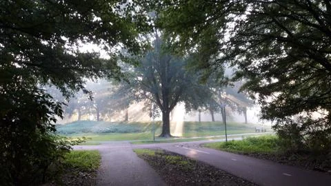 Sun rays between the trees during morning fog in forest Stock Photos