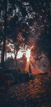 Sun rays between trees in a flowerbed. plants on the ground. picturesque scen Stock Photos