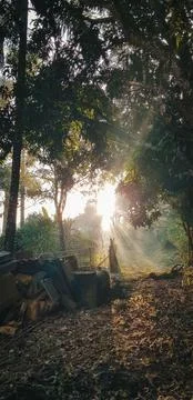 Sun rays between trees in a flowerbed. plants on the ground. picturesque scen Stock Photos
