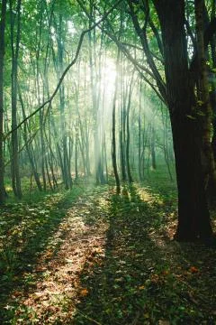 Sun rays between trees in forest Stock Photos