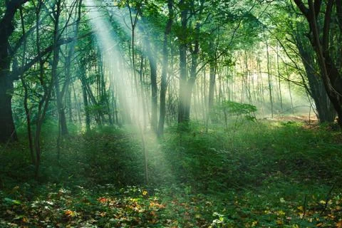 Sun rays between trees in forest Stock Photos