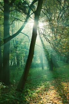 Sun rays between trees in forest Stock Photos