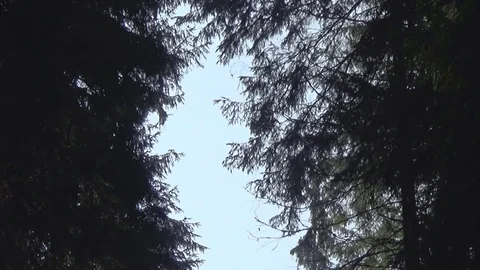 Sun rays between trees on the mountainside 스톡 동영상 78891168