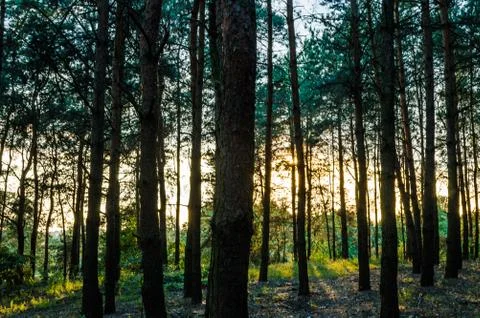  Sun rays between trees Stock Photos