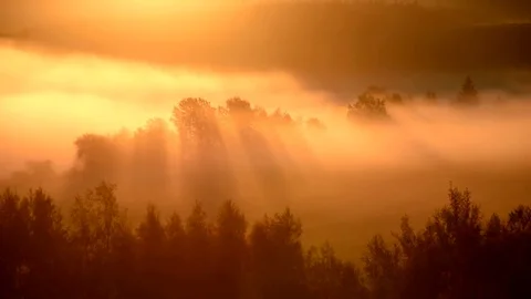 Sun rays between trees at sunrise in mist in autumn landscape. Stock Footage 81661660