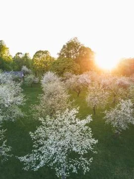 Sun rays at blooming apple tree Stock Photos