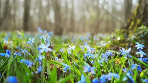 Sun rays blue snowdrop in forest. First spring bluebells Stock-Footage 127889737
