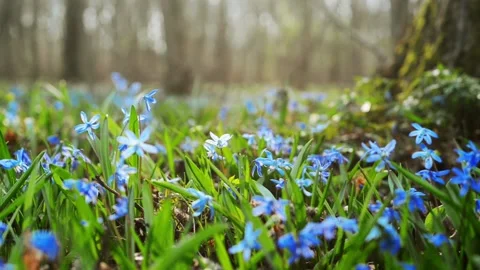 Sun rays blue snowdrop in forest. Field of spring blue snowdrops. Video stock 127889767