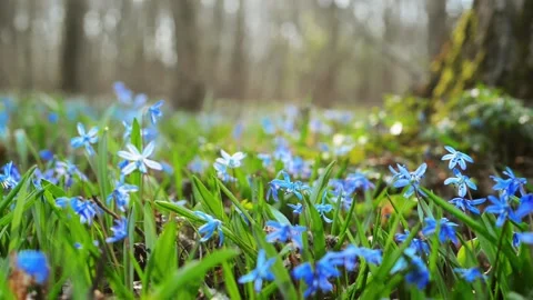 Sun rays blue snowdrop in forest. First spring bluebells Stock Footage 127889847