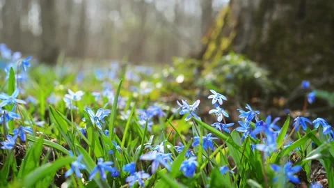 Sun rays blue snowdrop in forest. Field of spring first bluebell Video stock 127889911