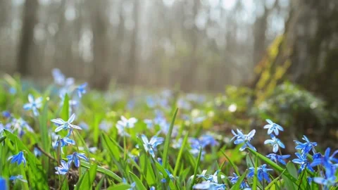 Sun rays blue snowdrop in forest. Field of  first spring bluebells Video stock 127889962