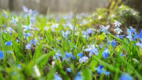 Sun rays blue snowdrop in forest. Field of spring blue flowers Stock Footage 127890123