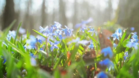 Sun rays blue snowdrop in forest. Field of spring blue snowdrops Stock-Footage 127890244