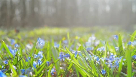 Sun rays blue snowdrop in forest. Field of spring blue flowers Video stock 127890306