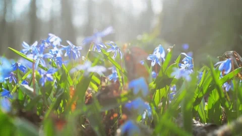 Sun rays blue snowdrop in forest. First spring bluebells Stock Footage 127890308