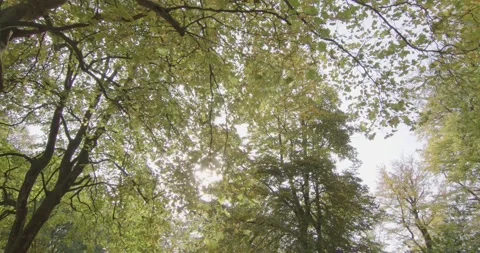 Sun rays break through an autumn foliage Stock Footage 219735274