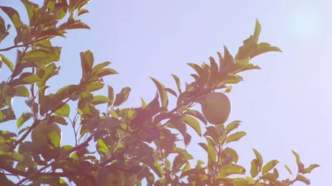 Sun rays break through branch of apple tree with fruits Video stock 163147412