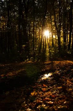 Sun rays break through branches of trees. Autumn forest. Fallen leaves. Stock Photos