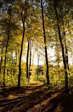 Sun rays break through branches of trees. Autumn forest. Fallen leaves. Stock Photos