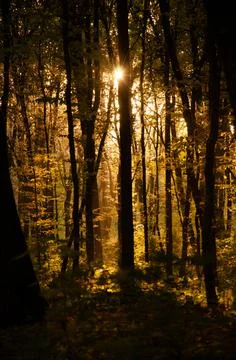 Sun rays break through branches of trees. Autumn forest. Fallen leaves. Stock Photos