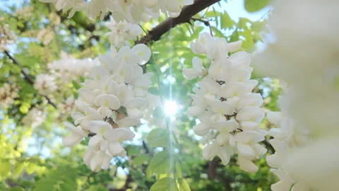 Sun rays break through dense foliage of flowering Black locust, clusters of Stock Footage 340078627