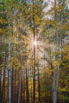 The sun rays break through the dense birches and pines. Sunset landscape. Stock Photos