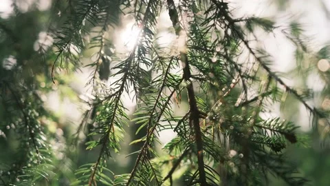 Sun rays break through the fir branches. Beautiful summer video 4k Stock Footage 198556838
