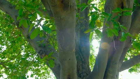 Sun rays break through the foliage of magnificent green tree. Stock Footage 197572706