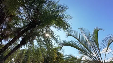 Sun rays break through the foliage of magnificent green tree Stock Footage 254943168