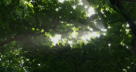 Sun rays break through foliage of green tree next to ocean beach, salt in air. Stock Footage 275831412