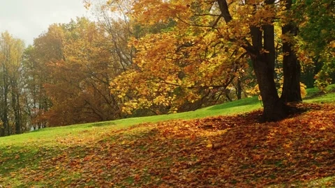 Sun rays break through the golden and orange foliage of magnificent autumn tree. Stock Footage 141783133