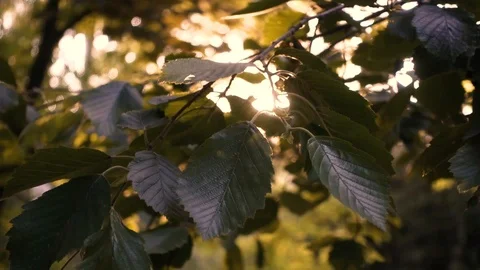 Sun rays break through the leaves at sunset Stock Footage 91586255