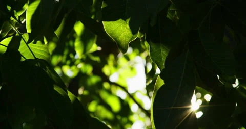 Sun rays break through the leaves of the tree 스톡 동영상 155019531