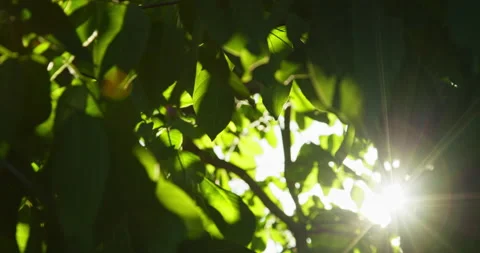 Sun rays break through the leaves of the tree Stock Footage 155019607