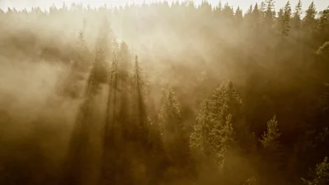 Sun rays break through the pine trees. Sunny foggy morning in the forest and Stock-Footage 169693970