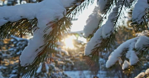 Sun rays break through snowy pine branches during sunset in December. Stock Footage 147383678