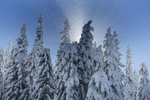 Sun rays break through the spruce dense winter forest against the backgroun.. Stock Photos