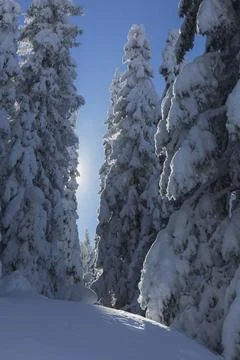 Sun rays break through the spruce dense winter forest against the backgroun.. Foto stock