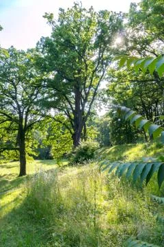 The sun rays break through the thick crowns of the old trees Stock Photos