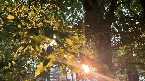 Sun rays break through the tree branch wallpaper. Stock Footage 276189129