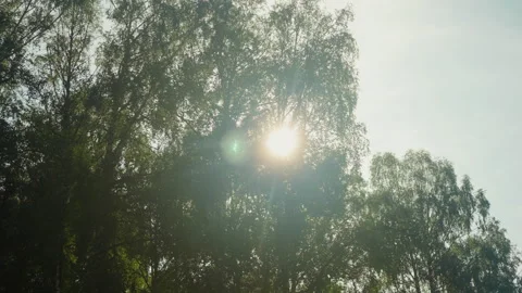 Sun rays break through trees in forest in clear weather Stock-Footage 254412236