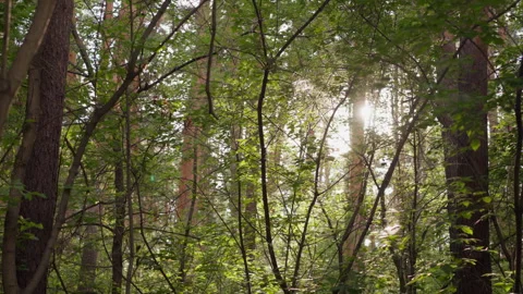 Sun rays break through trees in forest Stock-Footage 259732852